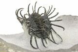 Spiny Koneprusia Trilobite With Austrops - Ofaten, Morocco #268857-6